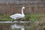 Cisne silbador columbianus