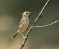 Cisticola juncidis