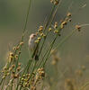 Cisticola juncidis