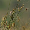 Cisticola juncidis