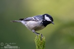 Coal Tit