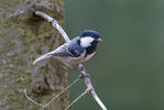 Coal Tit