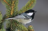 Coal Tit