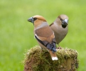 Coccothraustes coccothraustes