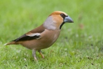 Coccothraustes coccothraustes