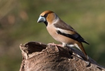 Coccothraustes coccothraustes