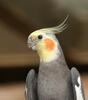 Cockatiel