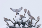 Collared Dove