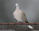 Collared Dove