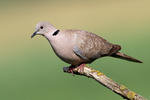 Collared Dove