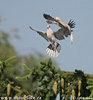 Collared Dove