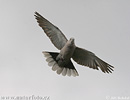 Collared Dove