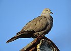 Collared Dove