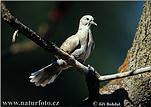 Collared Dove