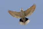 Collared Dove