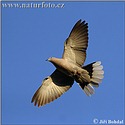 Collared Dove