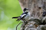 Collared Flycatcher