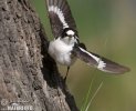 Collared Flycatcher