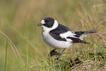 Collared Flycatcher