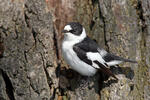 Collared Flycatcher