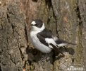 Collared Flycatcher
