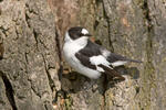 Collared Flycatcher