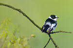 Collared Flycatcher