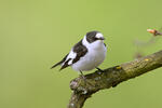 Collared Flycatcher