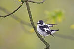 Collared Flycatcher