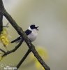 Collared Flycatcher