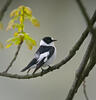 Collared Flycatcher