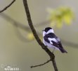 Collared Flycatcher