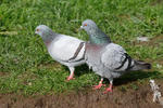 Columba livia