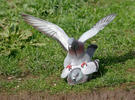 Columba livia
