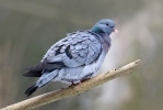 Columba oenas