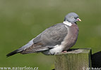 Columba palumbus