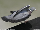 Columba palumbus