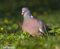 Columba palumbus