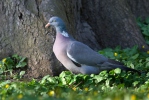 Columba palumbus