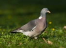 Columba palumbus