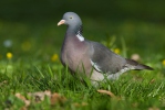 Columba palumbus