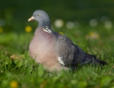 Columba palumbus