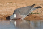 Columba palumbus