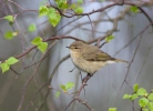Common Chiffchaff