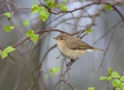 Common Chiffchaff