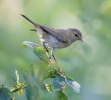 Common Chiffchaff