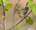 Common Chiffchaff