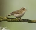 Common Chiffchaff