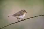 Common Chiffchaff