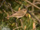 Common Chiffchaff